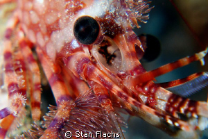 Marbled shrimp by Stan Flachs 